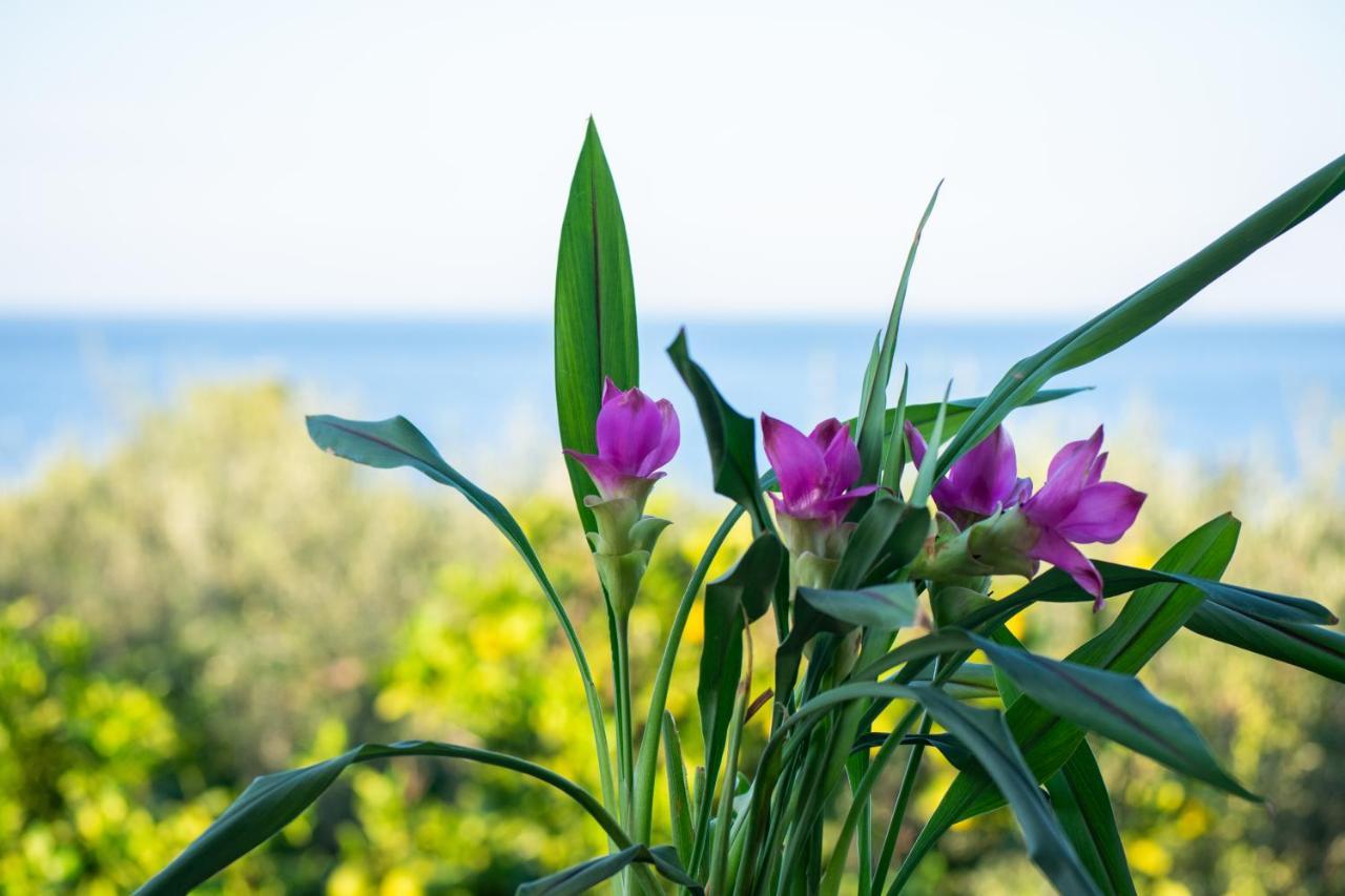 Sosos 2 Bedroom House With Sea View Plános 외부 사진